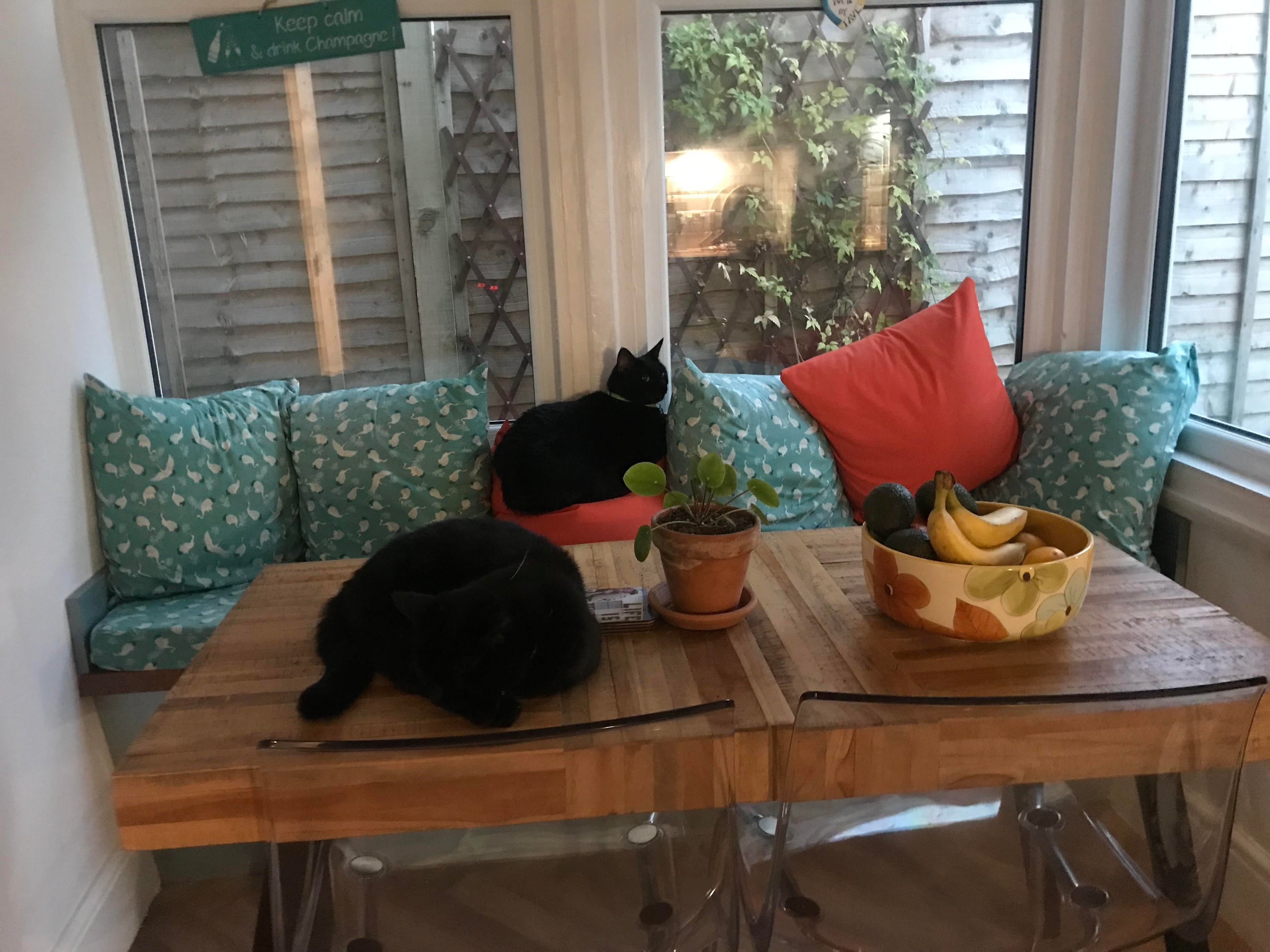 Purrrfect Kitties