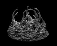 Black Pudding MM2025 by MZ4250