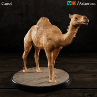 Camel Standing by Atlanticus Arts