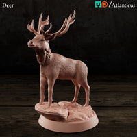 Deer / Stag Standing by Atlanticus Arts