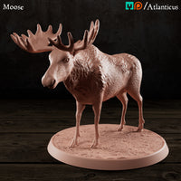 Moose Standing by Atlanticus Arts