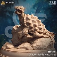 Dragon Turtle Hatchling (Testidi) by DM Stash