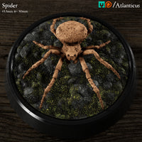 Giant Spider by Atlanticus Arts