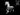 Digital render of an unpainted Nightmare miniature by MZ4250 — a fiendish horse in full gallop with a flaming mane and tail, hollow dark eyes, and sinew-stretched musculature, shown in grey against a black background